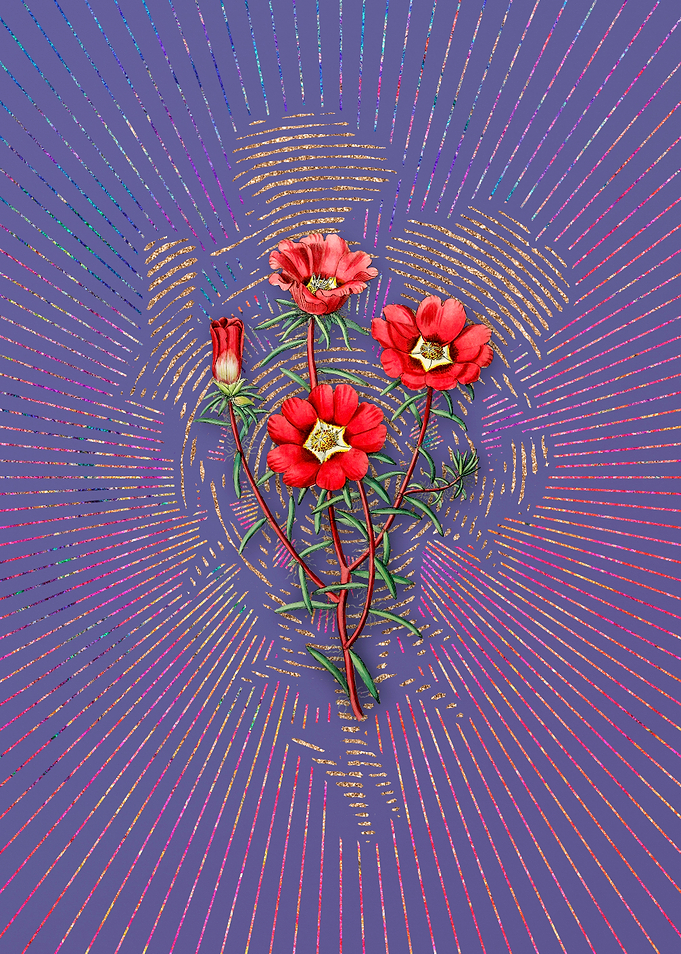 Portulaca Splendens Flower