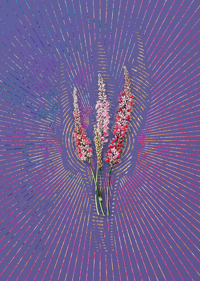 Polygonum Flower Flora
