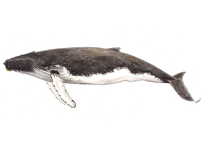 Humpback whale Megaptera