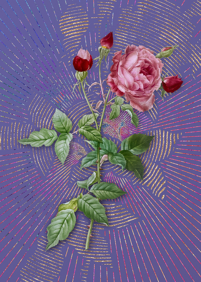 Provence Rose 4 Violet