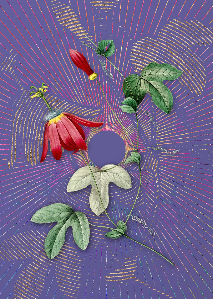Purple Red Passion Flower