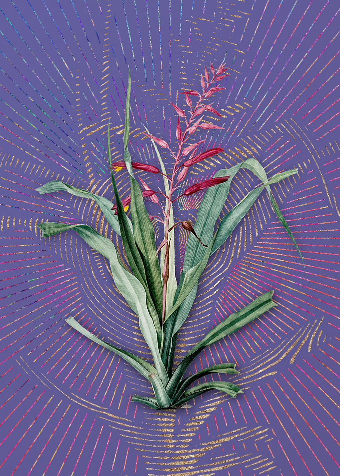 Pitcairnia Bromeliaefolia
