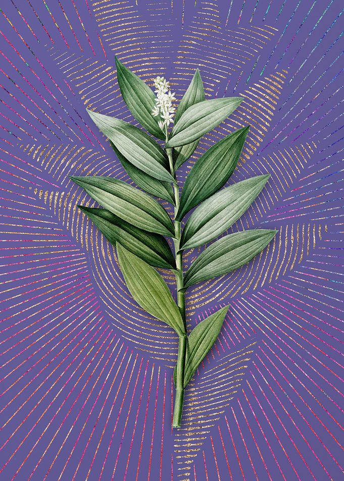 Purple Smilacina Stellata