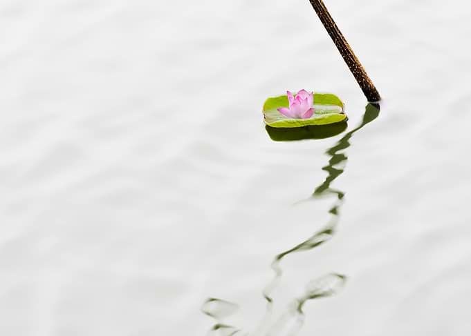 Beautiful lotus