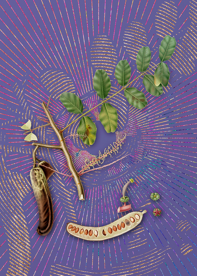 Purple Vintage Carob Art