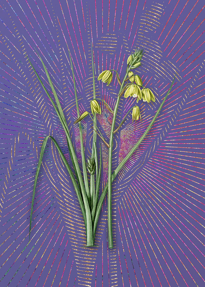 Purple Vintage Slime Lily