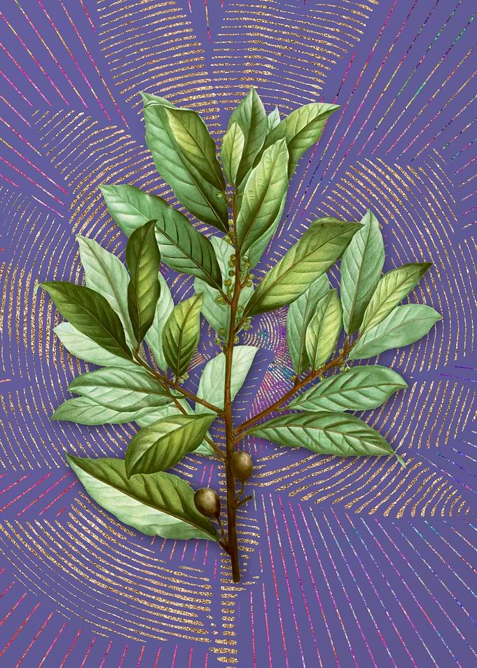 Purple Vintage Bay Laurel