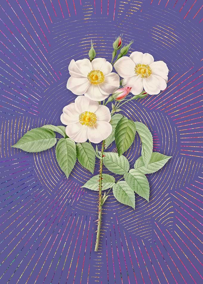 Rose of Castile Violet
