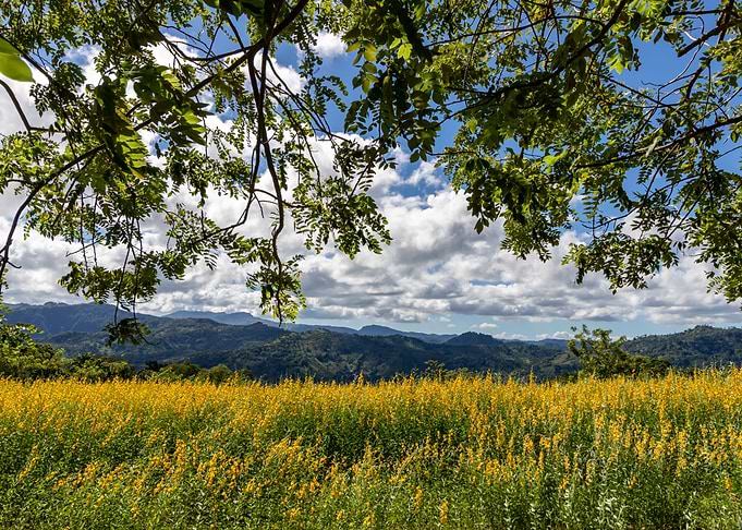 yellow Flower Field