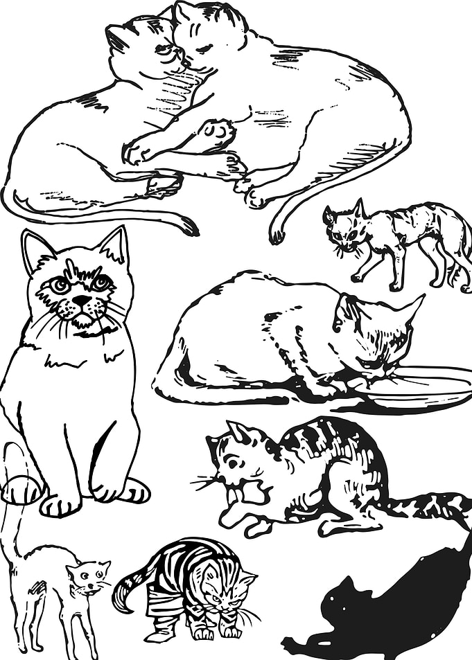 Cat lovers in minimalist