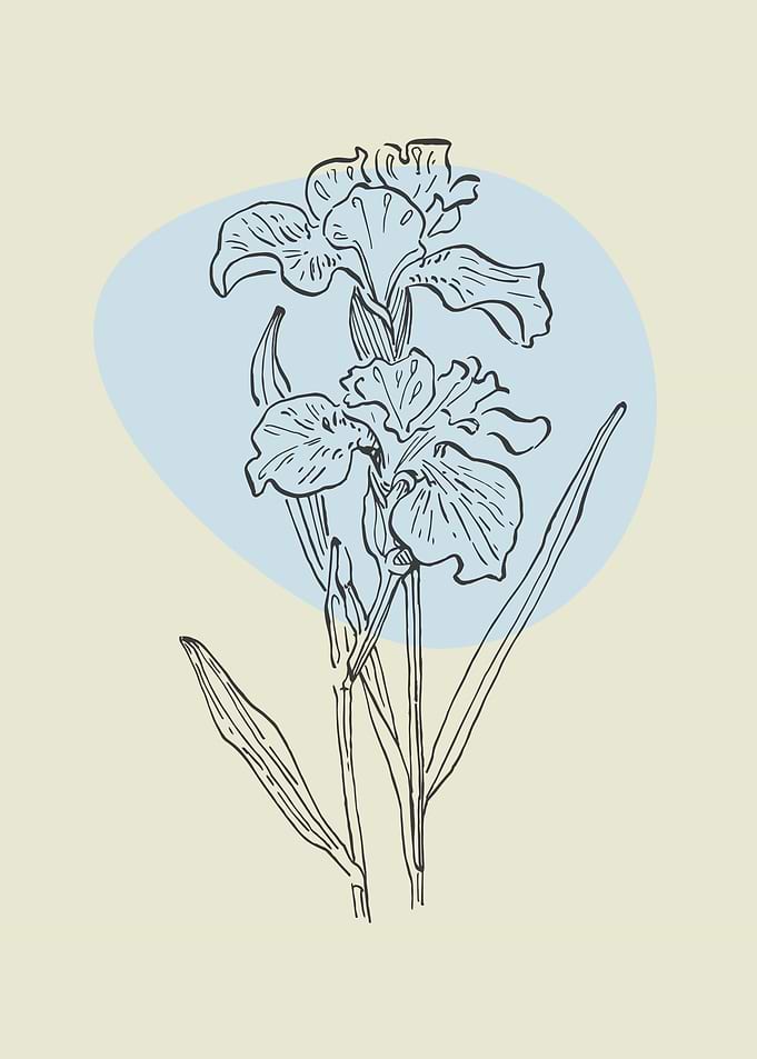 Iris flower