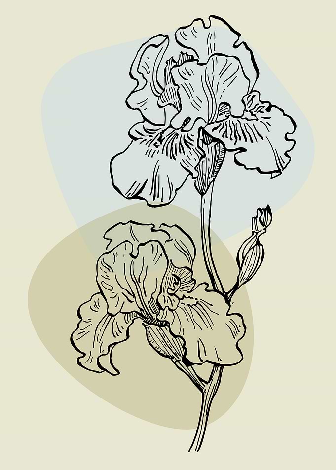 Iris flower