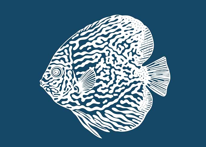 Discus Fish Ink Drawing