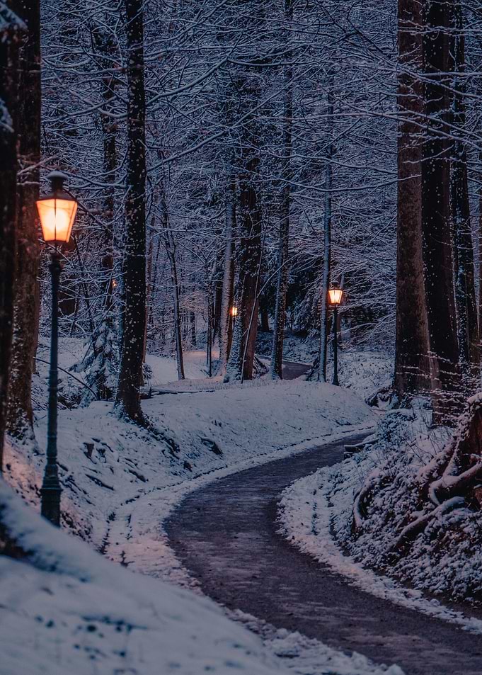 Winter Forest Lanterns