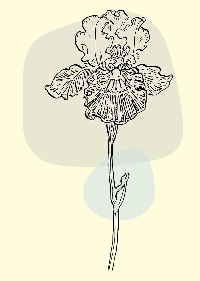 Iris flower