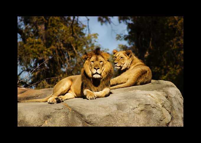 Lion