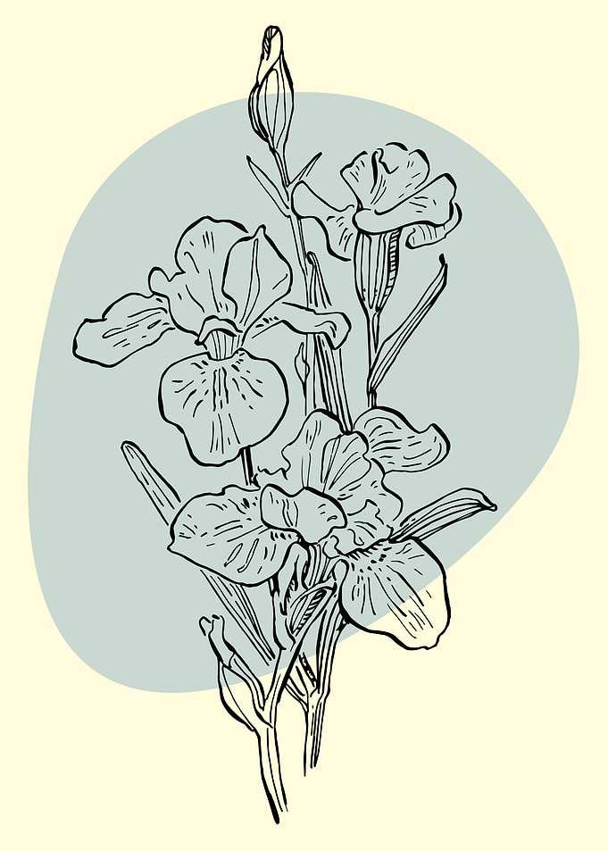 Iris flower
