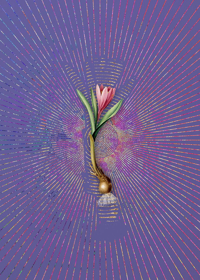 Spring Meadow Saffron