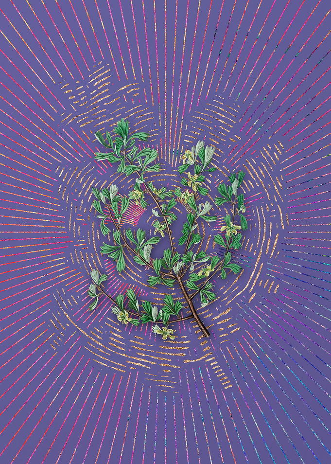 Three Tooth Purshia Flower