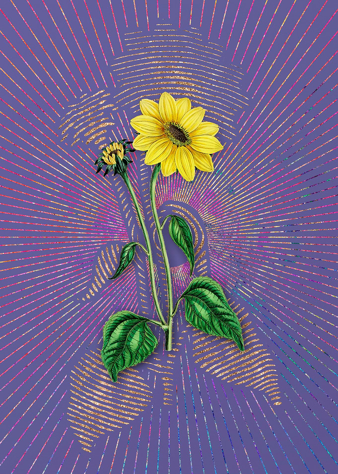Trumpet Stalked Sunflower