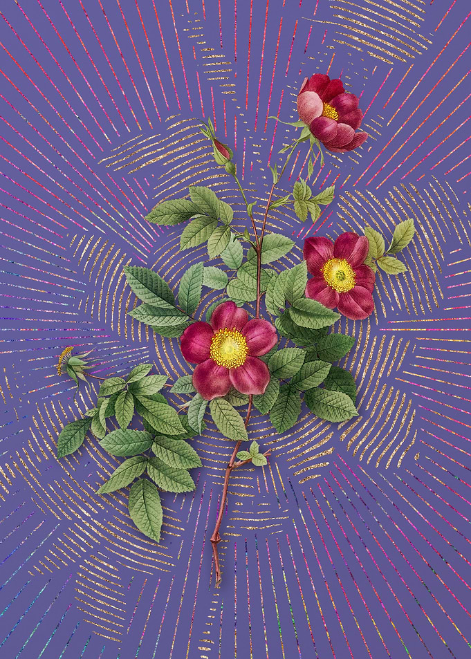 Vintage Alpine Rose Purple