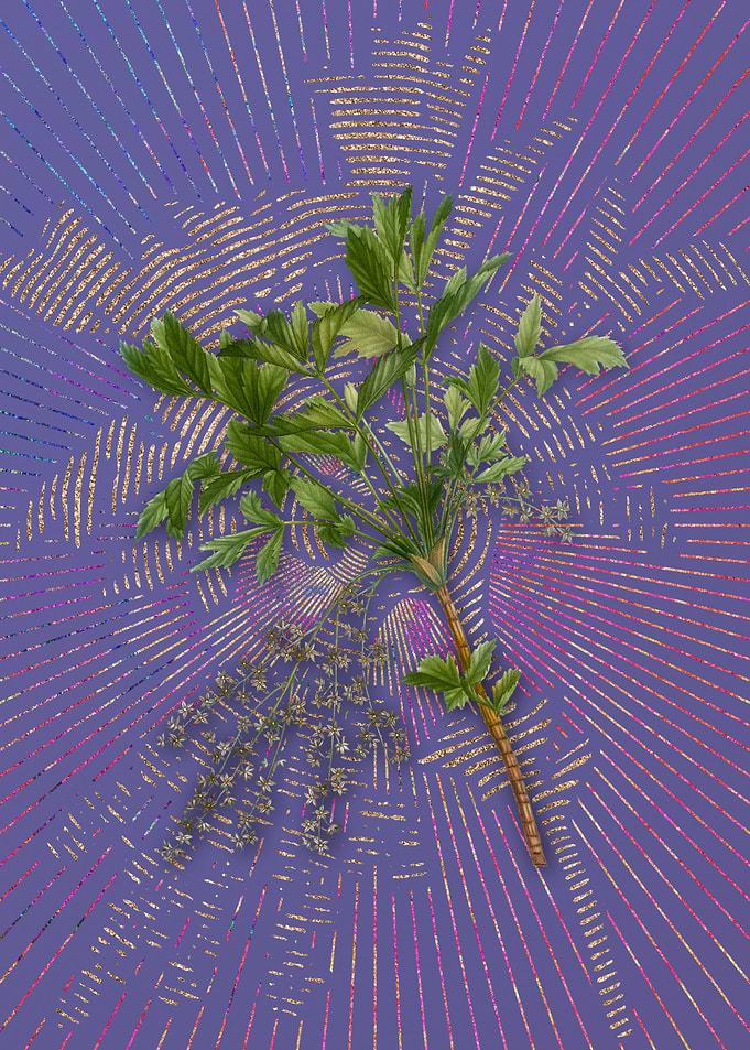 Shrub Yellowroot Flora