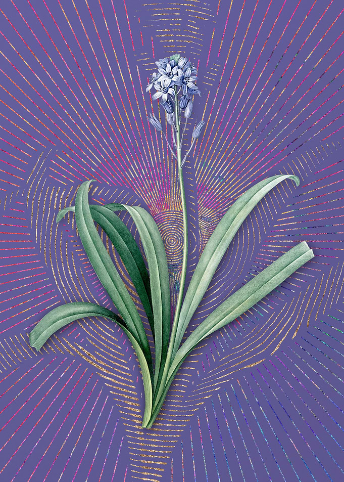 Spanish Bluebell Flora