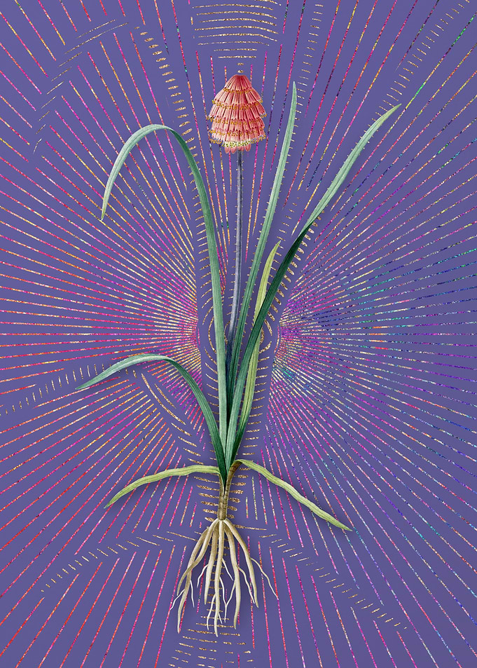 Veltheimia Abyssinica