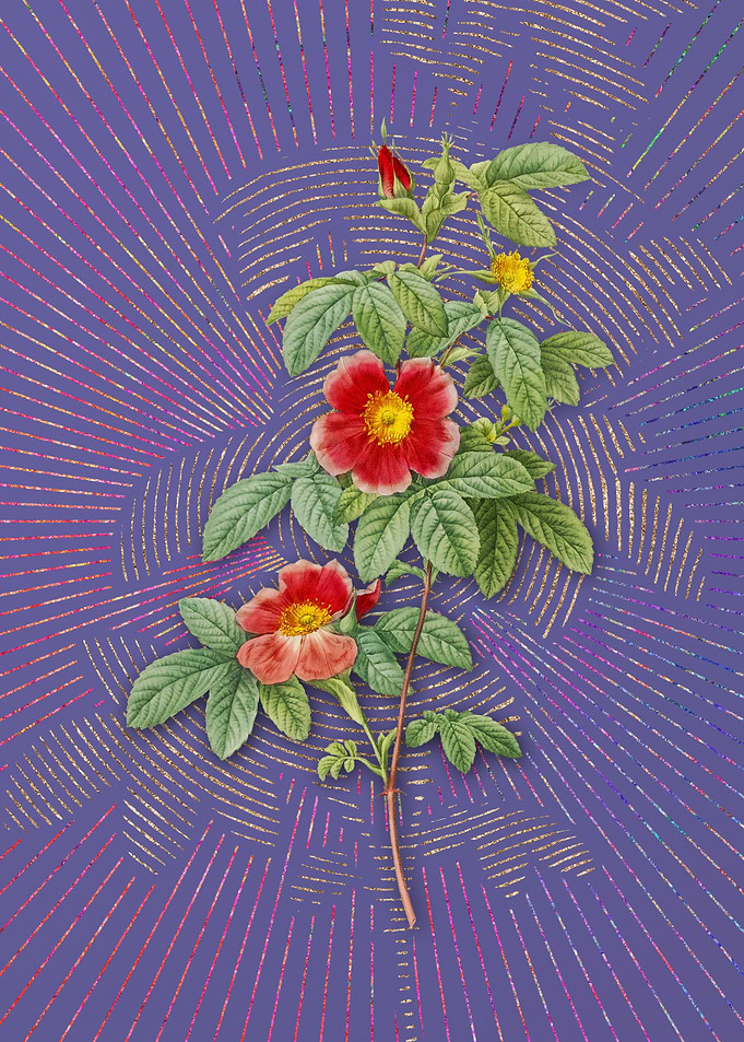 Single May Rose Violet