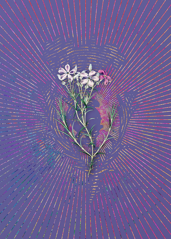 Shewy Phlox Flower Branch