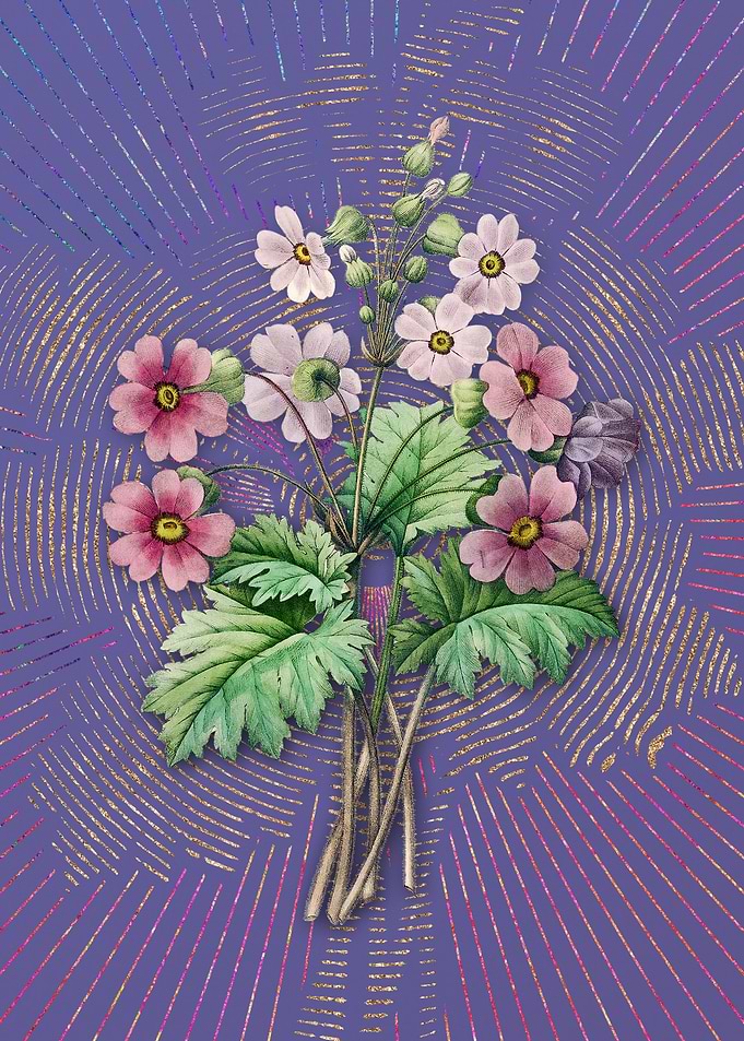 Purple Chinese Primrose
