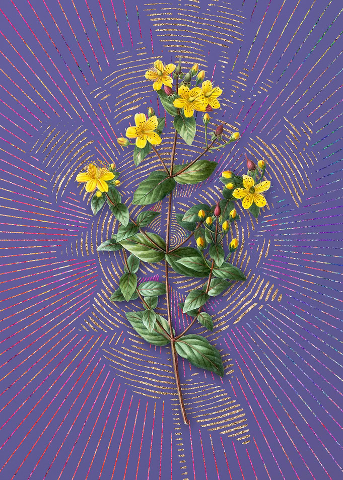 Stinking Tutsan Violet