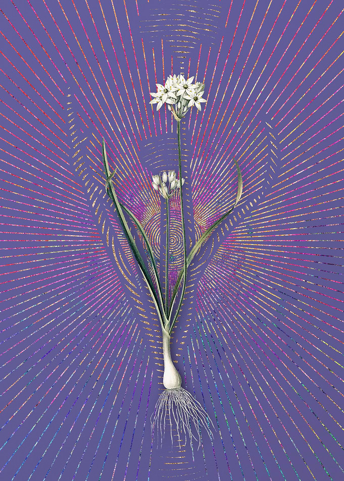 Three Cornered Leek Purple