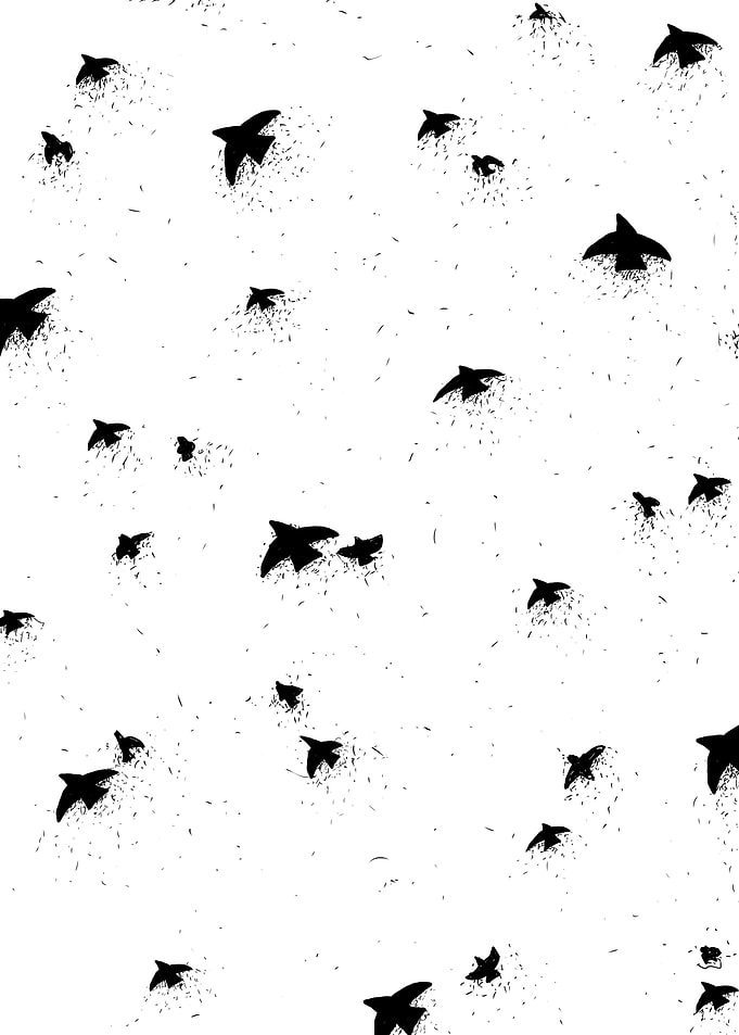 Aesthetic Bird