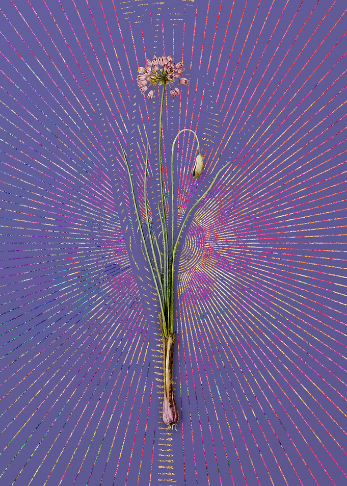 Vintage Autumn Onion Art