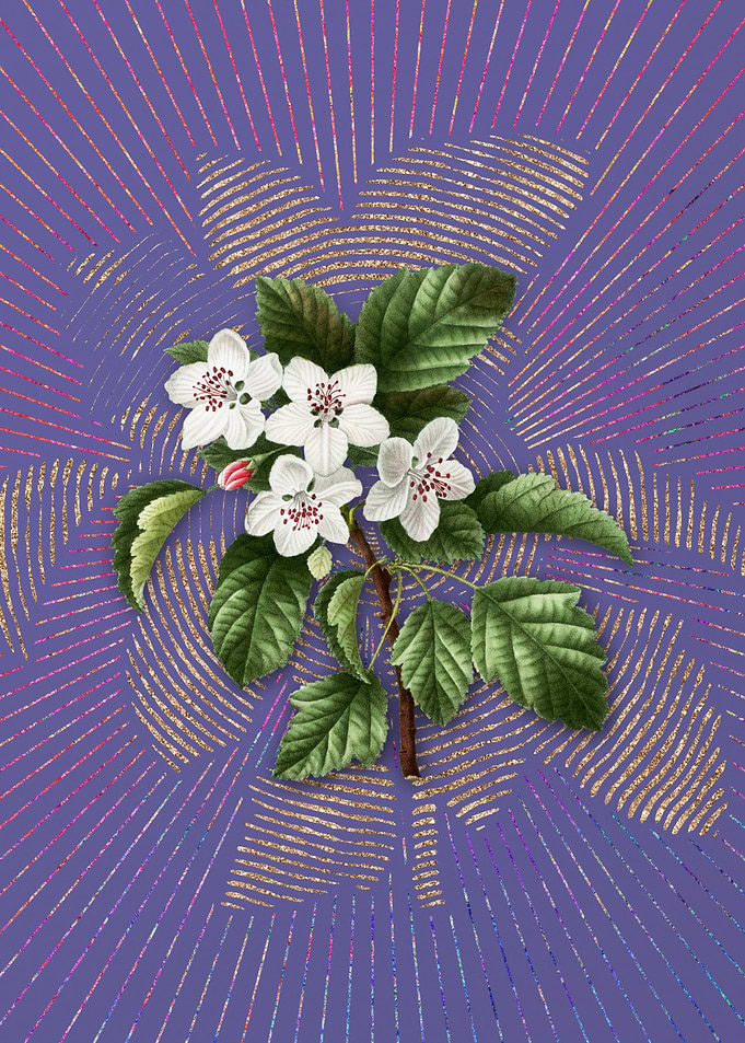 Sweet Crabapple Violet