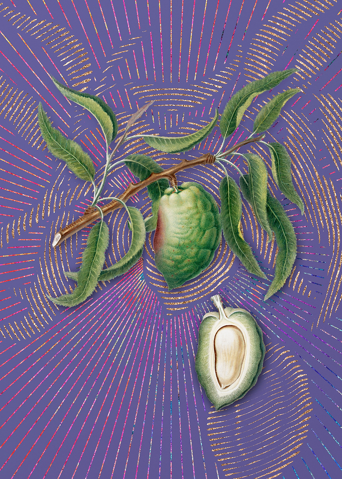 Vintage Almond 1 Flora