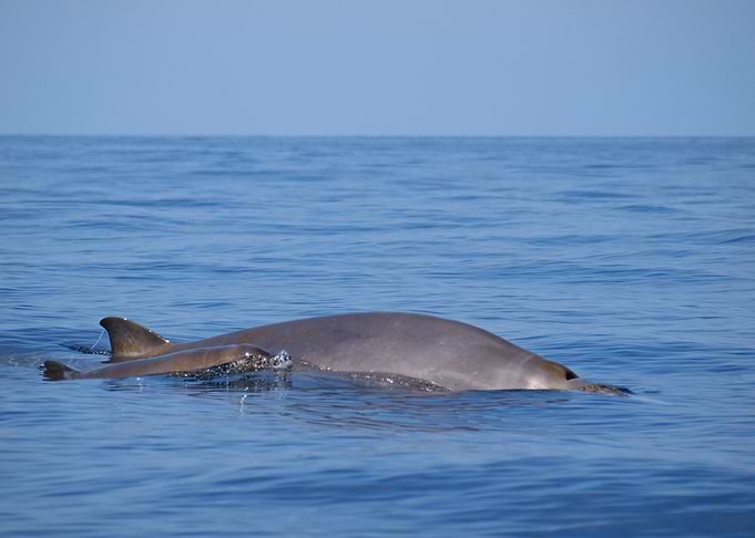 Blainvilles beaked whale