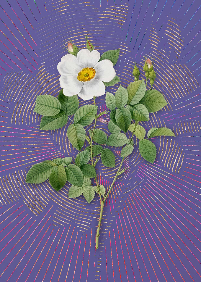 Twin Flowered White Rose