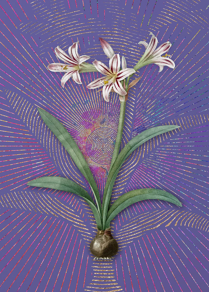 Vintage Amaryllis 2 Purple