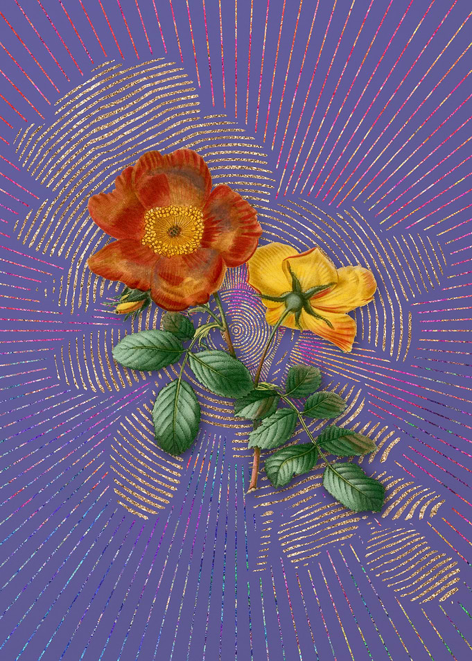 Sweetbriar Rose Violet
