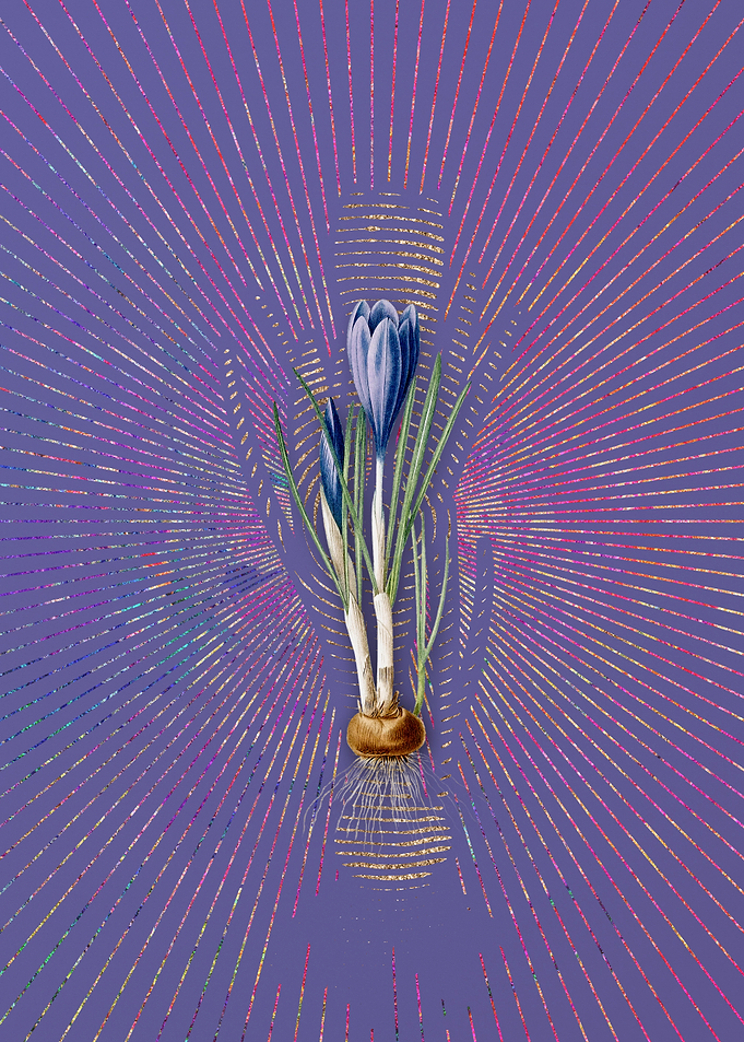 Spring Crocus 2 Violet