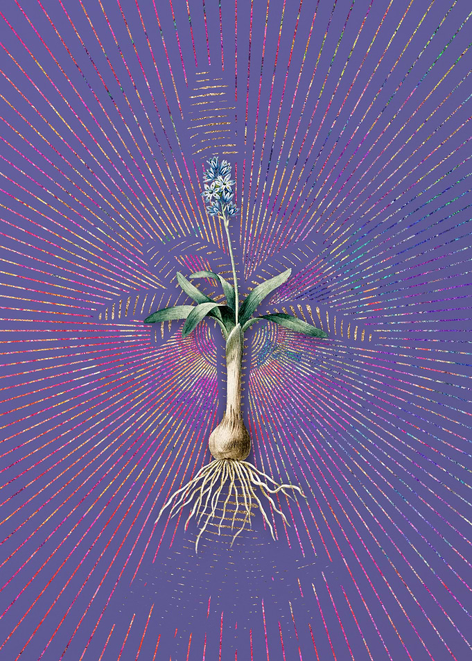 Scilla Lingulata Flora