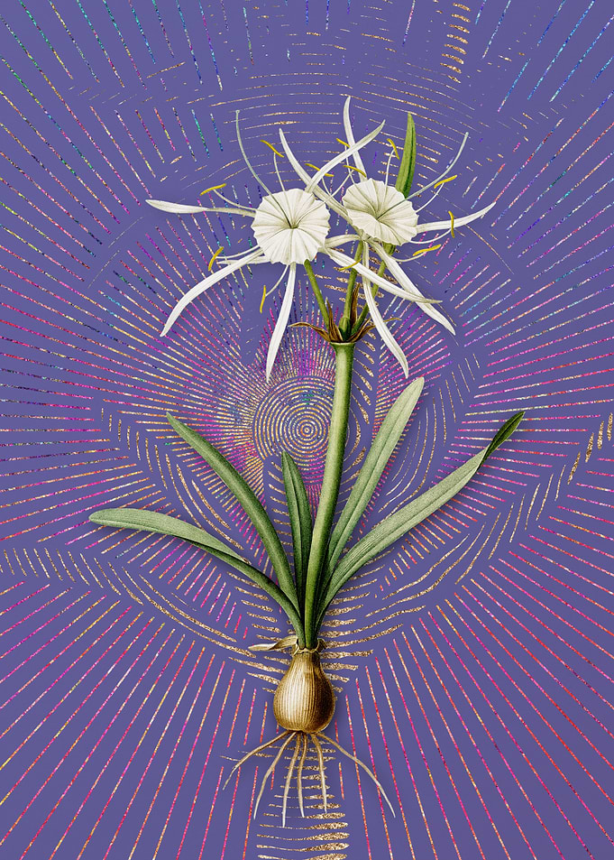 Streambank Spiderlily