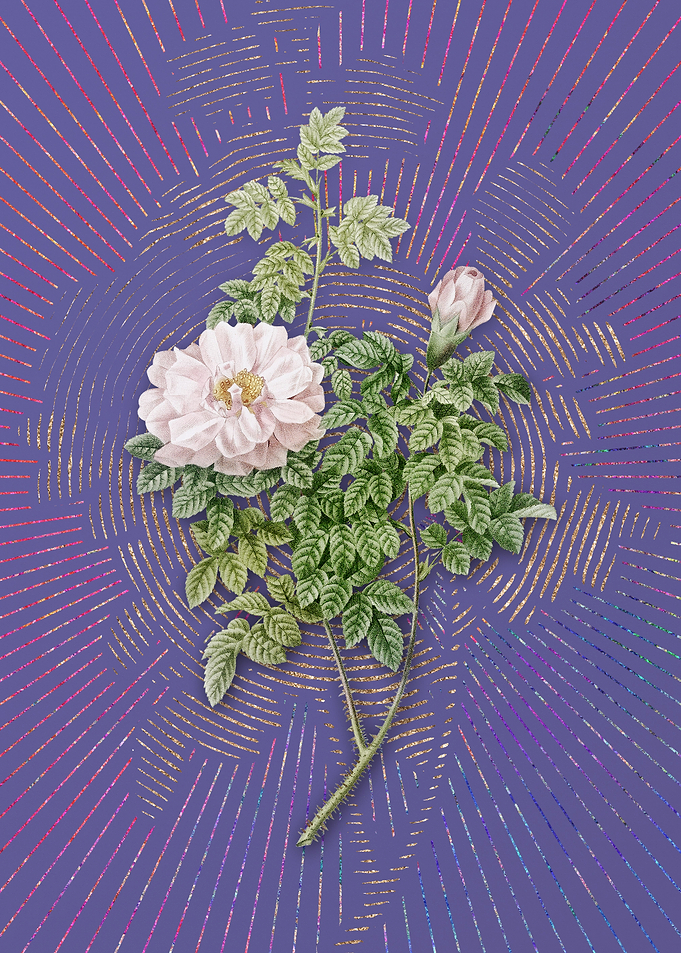 Ventenats Rose Violet