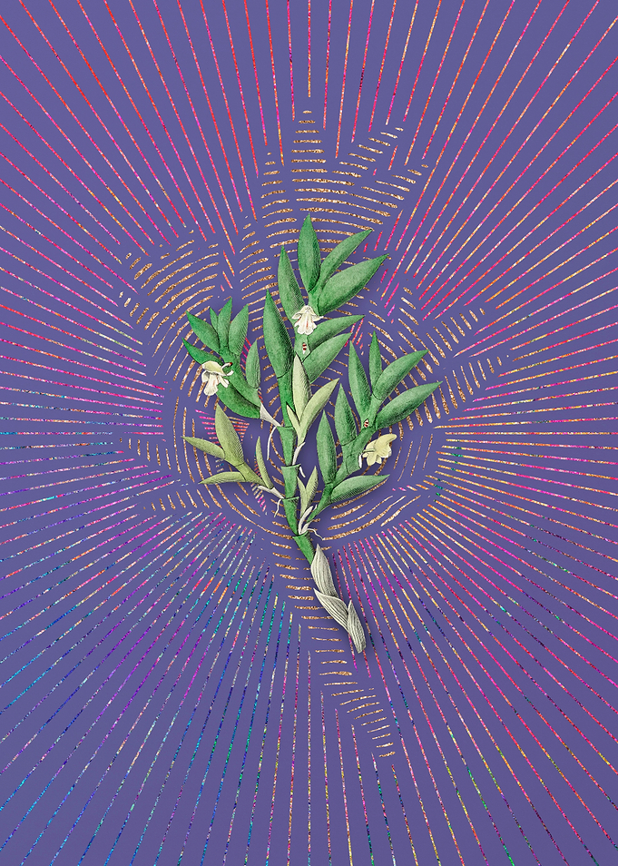 Two Edge Dendrobium Purple