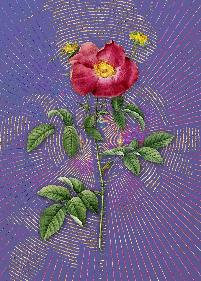 Stapelia Rose Bloom Purple