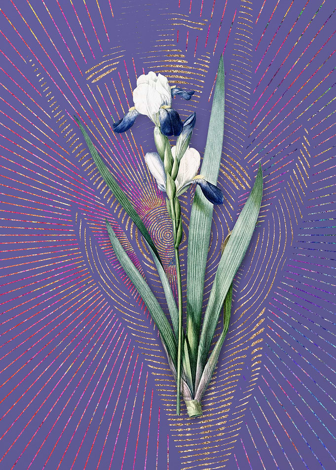 Tall Bearded Iris 2 Purple
