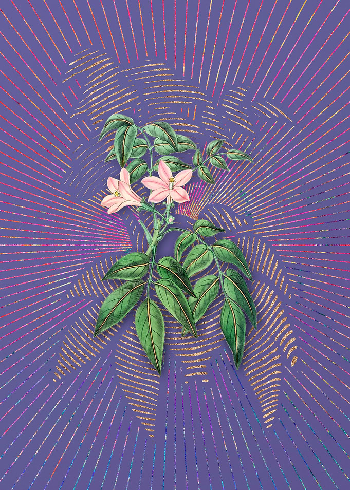 Turraea Pinnata Flower