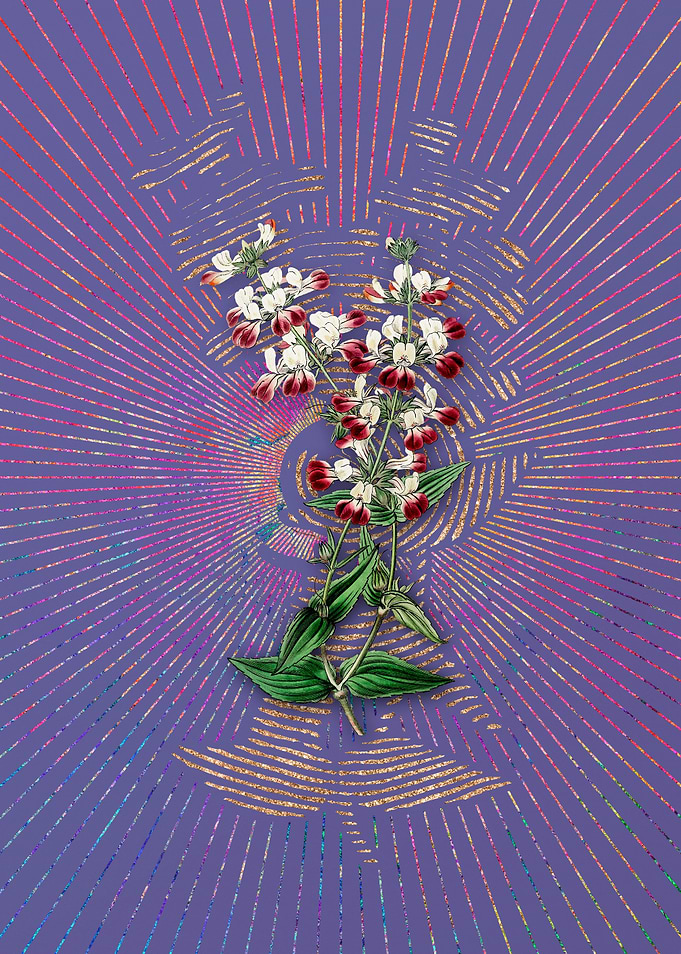 Two Color Collinsia Flower